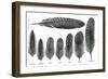 Feathers-null-Framed Art Print