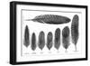 Feathers-null-Framed Art Print