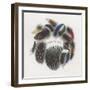 Feathers-null-Framed Giclee Print