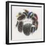 Feathers-null-Framed Giclee Print