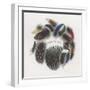 Feathers-null-Framed Giclee Print