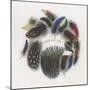 Feathers-null-Mounted Giclee Print