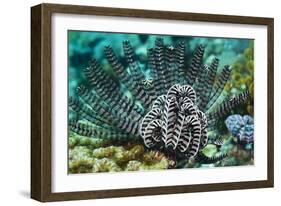 Featherstar on a Reef-Georgette Douwma-Framed Photographic Print