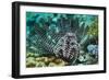 Featherstar on a Reef-Georgette Douwma-Framed Photographic Print