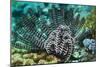 Featherstar on a Reef-Georgette Douwma-Mounted Photographic Print