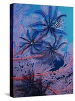 Featherstars Feeding in Current on Red Gorgonian, Solomon Islands, Pacific Ocean, Pacific-Murray Louise-Stretched Canvas