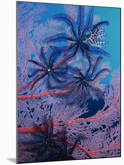 Featherstars Feeding in Current on Red Gorgonian, Solomon Islands, Pacific Ocean, Pacific-Murray Louise-Mounted Photographic Print