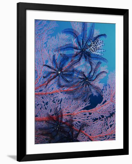 Featherstars Feeding in Current on Red Gorgonian, Solomon Islands, Pacific Ocean, Pacific-Murray Louise-Framed Photographic Print