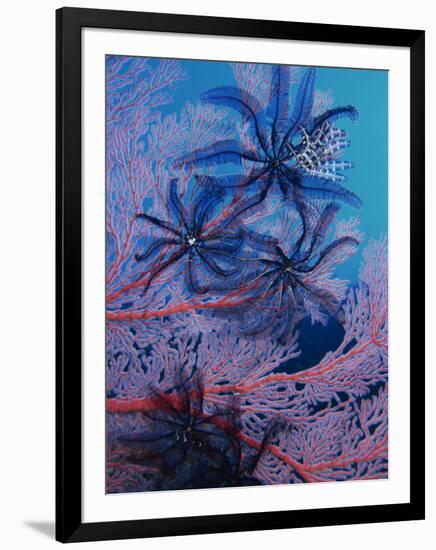 Featherstars Feeding in Current on Red Gorgonian, Solomon Islands, Pacific Ocean, Pacific-Murray Louise-Framed Photographic Print