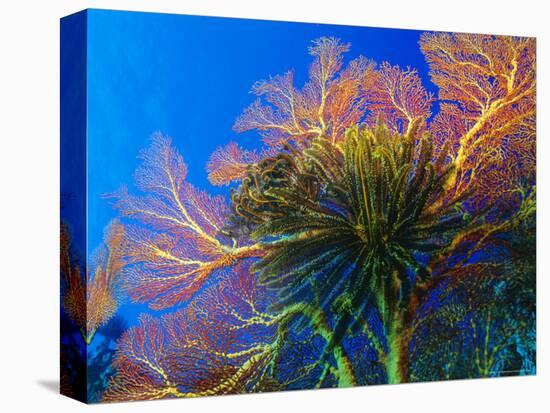 Featherstars Perch on the Edge of Gorgonian Sea Fans to Feed in the Current, Fiji, Pacific Ocean-Louise Murray-Stretched Canvas