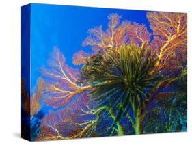 Featherstars Perch on the Edge of Gorgonian Sea Fans to Feed in the Current, Fiji, Pacific Ocean-Louise Murray-Stretched Canvas