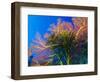 Featherstars Perch on the Edge of Gorgonian Sea Fans to Feed in the Current, Fiji, Pacific Ocean-Louise Murray-Framed Photographic Print