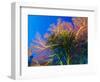 Featherstars Perch on the Edge of Gorgonian Sea Fans to Feed in the Current, Fiji, Pacific Ocean-Louise Murray-Framed Photographic Print