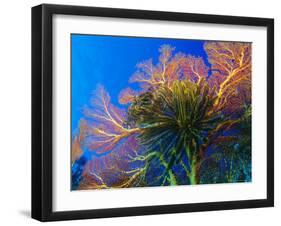 Featherstars Perch on the Edge of Gorgonian Sea Fans to Feed in the Current, Fiji, Pacific Ocean-Louise Murray-Framed Photographic Print