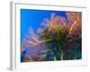 Featherstars Perch on the Edge of Gorgonian Sea Fans to Feed in the Current, Fiji, Pacific Ocean-Louise Murray-Framed Photographic Print