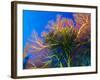 Featherstars Perch on the Edge of Gorgonian Sea Fans to Feed in the Current, Fiji, Pacific Ocean-Louise Murray-Framed Photographic Print