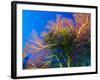 Featherstars Perch on the Edge of Gorgonian Sea Fans to Feed in the Current, Fiji, Pacific Ocean-Louise Murray-Framed Photographic Print