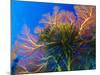 Featherstars Perch on the Edge of Gorgonian Sea Fans to Feed in the Current, Fiji, Pacific Ocean-Louise Murray-Mounted Photographic Print