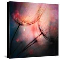 Feathery-Ursula Abresch-Stretched Canvas