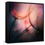 Feathery-Ursula Abresch-Framed Stretched Canvas