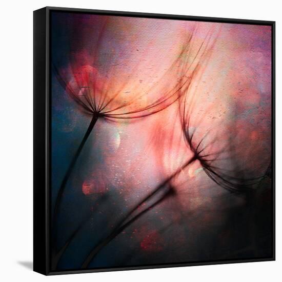 Feathery-Ursula Abresch-Framed Stretched Canvas