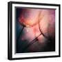 Feathery-Ursula Abresch-Framed Photographic Print