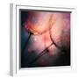 Feathery-Ursula Abresch-Framed Photographic Print