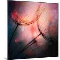 Feathery-Ursula Abresch-Mounted Photographic Print