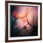 Feathery-Ursula Abresch-Framed Photographic Print