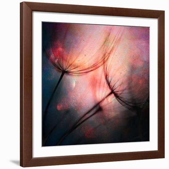 Feathery-Ursula Abresch-Framed Photographic Print