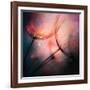 Feathery-Ursula Abresch-Framed Photographic Print