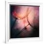 Feathery-Ursula Abresch-Framed Photographic Print