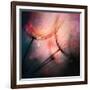 Feathery-Ursula Abresch-Framed Photographic Print