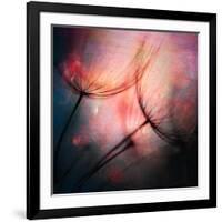 Feathery-Ursula Abresch-Framed Photographic Print