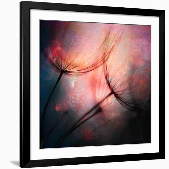 Feathery-Ursula Abresch-Framed Photographic Print