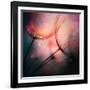 Feathery-Ursula Abresch-Framed Giclee Print