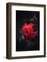 Featured Rose-Philippe Sainte-Laudy-Framed Photographic Print