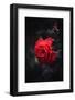 Featured Rose-Philippe Sainte-Laudy-Framed Photographic Print