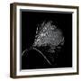 Features of a Ginkgo Leaf-Philippe Sainte-Laudy-Framed Photographic Print