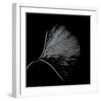 Features of a Ginkgo Leaf-Philippe Sainte-Laudy-Framed Photographic Print