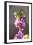 February Daphne, Daphne Mezereum, Blossoms, Detail-David & Micha Sheldon-Framed Photographic Print
