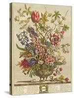 February, from 'Twelve Months of Flowers' by Robert Furber (C.1674-1756) Engraved by Henry Fletcher-Pieter Casteels-Stretched Canvas