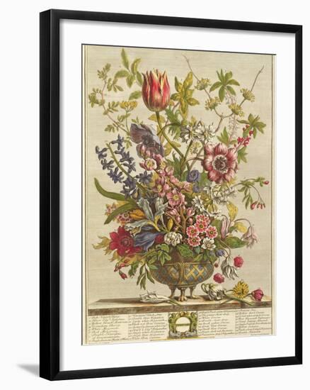 February, from 'Twelve Months of Flowers' by Robert Furber (C.1674-1756) Engraved by Henry Fletcher-Pieter Casteels-Framed Giclee Print