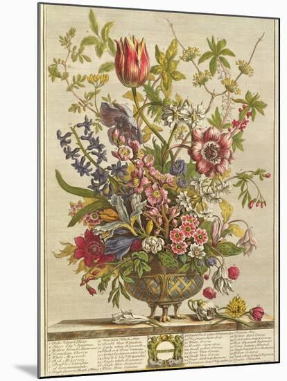 February, from 'Twelve Months of Flowers' by Robert Furber (C.1674-1756) Engraved by Henry Fletcher-Pieter Casteels-Mounted Giclee Print