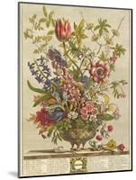 February, from 'Twelve Months of Flowers' by Robert Furber (C.1674-1756) Engraved by Henry Fletcher-Pieter Casteels-Mounted Giclee Print