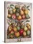 February, from 'Twelve Months of Fruits'-Pieter Casteels-Stretched Canvas