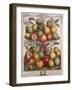 February, from 'Twelve Months of Fruits'-Pieter Casteels-Framed Giclee Print