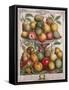 February, from 'Twelve Months of Fruits'-Pieter Casteels-Framed Stretched Canvas