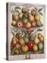 February, from 'Twelve Months of Fruits'-Pieter Casteels-Stretched Canvas