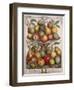 February, from 'Twelve Months of Fruits'-Pieter Casteels-Framed Giclee Print